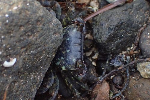Estuarine Rock Crab