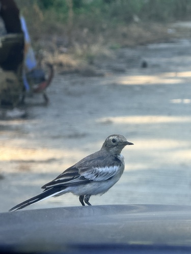White Wagtail