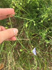 Linum pratense