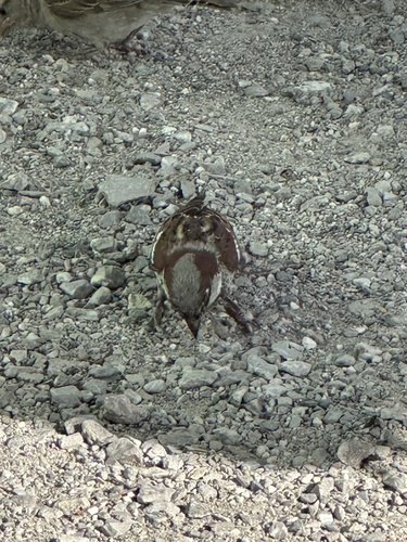 Haussperling