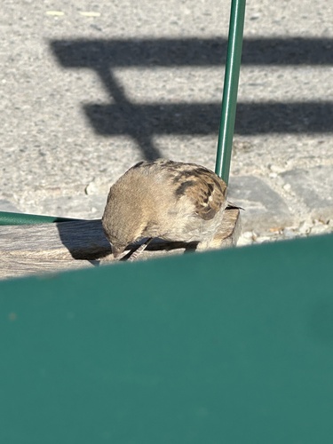 Haussperling