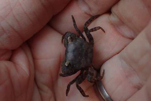 Mottled Crab