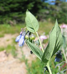 Mertensia paniculata borealis