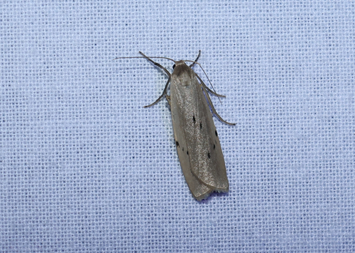 Dotted Footman, Het Katlijker Schar (Ketliker Skar). (Natuurgebied van It Fryske Gea)., Schoterlandseweg 26, 8455 JG Katlijk, Nederland, photo 9 of 10