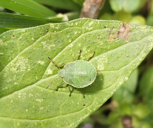 Green Shield Bug