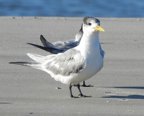 iNaturalist image