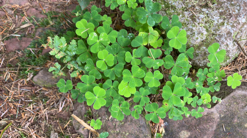 European wood-sorrel