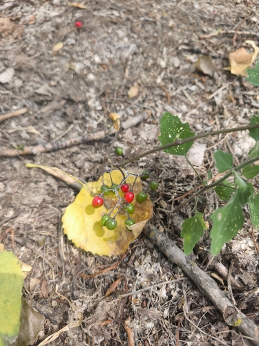 bittersweet nightshade