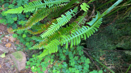 deer fern