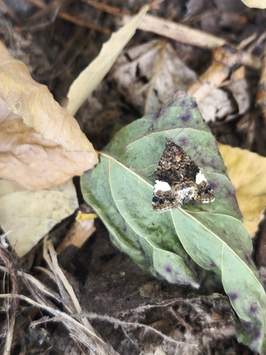 Four-spotted Moth