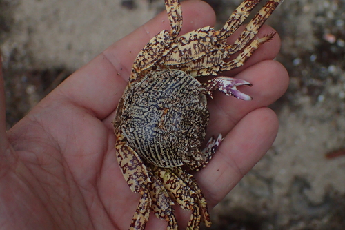 Mottled Lightfoot Crab