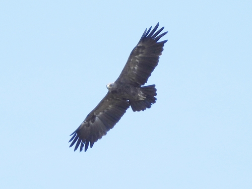 Lesser Spotted Eagle