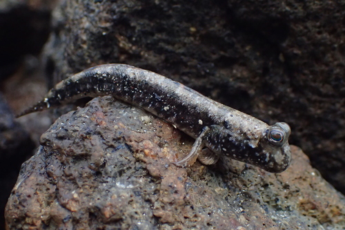 Barred Mudskipper