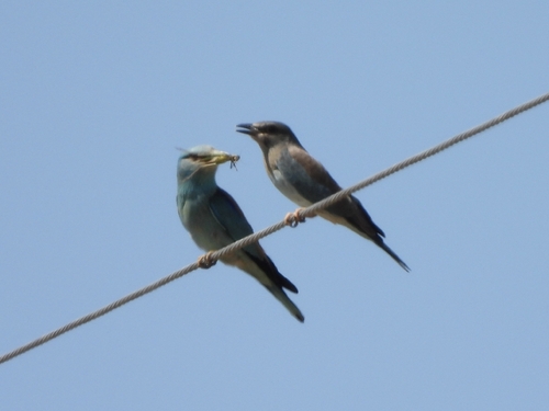 European Roller