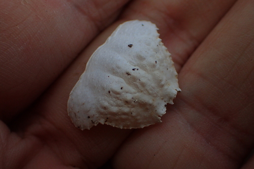 Common Box Crab