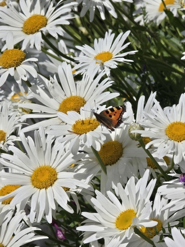 Small Tortoiseshell