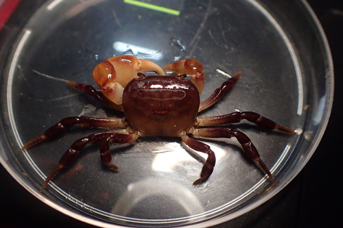Brown Crab