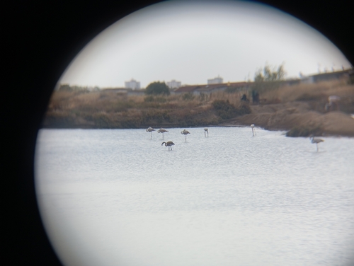 iNaturalist image
