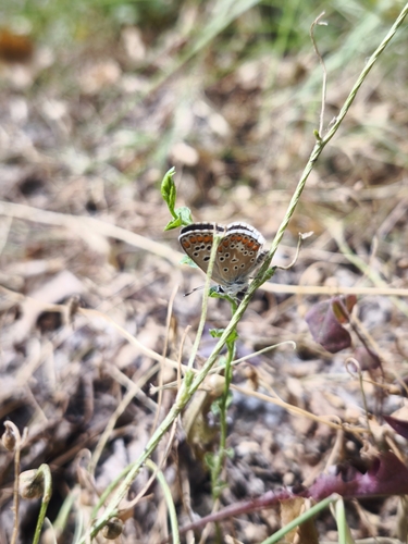 Brown Argus