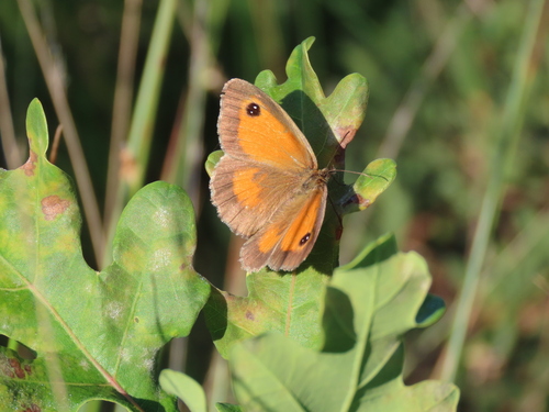 Gatekeeper, Valkenswaard, Nederland, photo 10 of 10