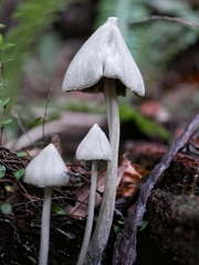 Entoloma canoconicum