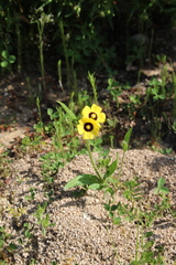 Tuberaria guttata