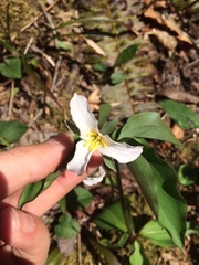 Trillium catesbaei