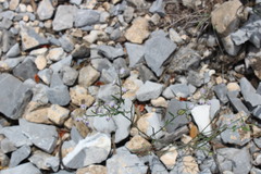 Hebecarpa barbeyana