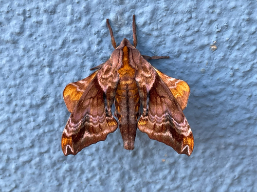 Small-eyed Sphinx photo 4