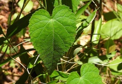 Tragia cordata