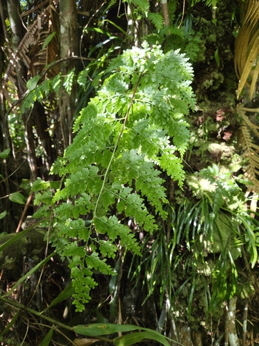 Asplenium laserpitiifolium observed 2026-07-01