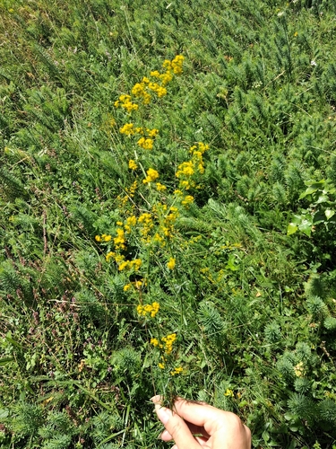 Lady's Bedstraw