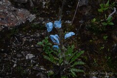 Wang.QG, CC BY, iNaturalist via GBIF Meconopsis speciosa, photograph Wang.QG, CC BY, iNaturalist via GBIF