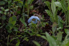 Meconopsis speciosa, photograph Wang.QG, CC BY, iNaturalist via GBIF