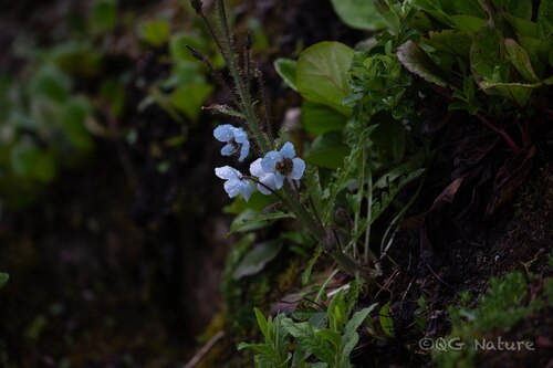 Meconopsis speciosa, photograph 4