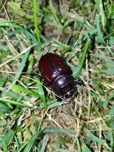 European Rhinoceros Beetle