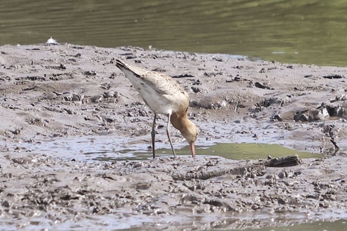 iNaturalist image