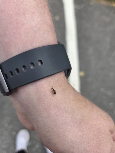 Common Flowerbug