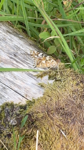 Painted Lady