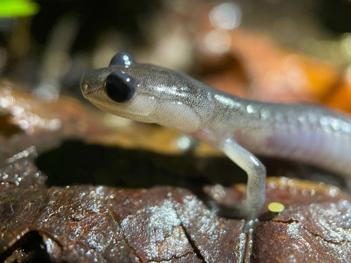 Southern Gray-cheeked Salamander