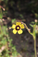 Tuberaria guttata