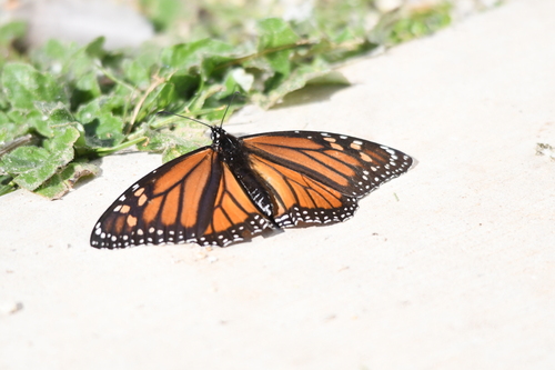 Monarch