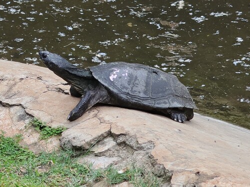 Serrated Hinged Terrapin