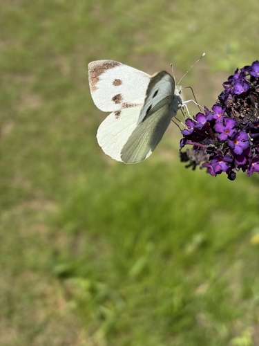 Large White