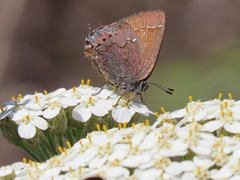 Callophrys muiri