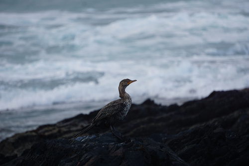 iNaturalist image