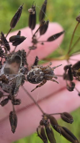Furrow Orbweaver