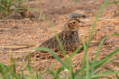 Mirafra javanica