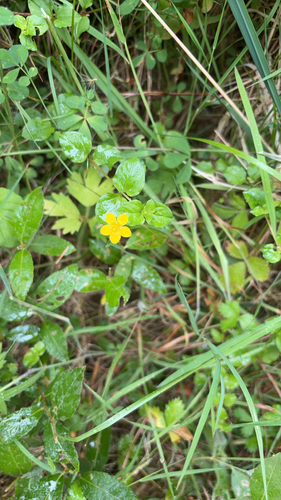 Yellow Pimpernel