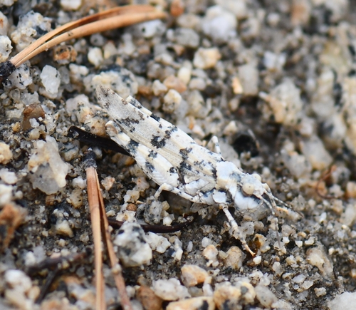 iNaturalist observation photo of Cream Grasshopper